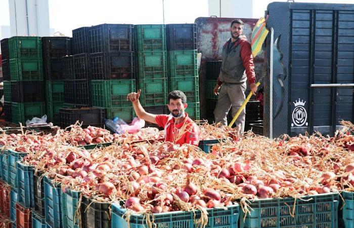 حضور "الشناقة" وضعف المردودية يرفعان أسعار البصل في المغرب