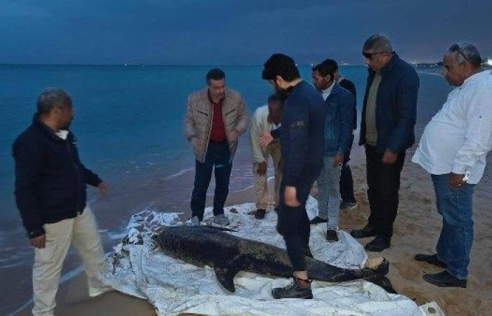 العثور على دولفين نافق ونقله للتحنيط بمعهد علوم البحار والمصايد| صور